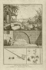Campo de algodón en América; Trillando con un arco; Planta de algodón, 1762 de Denis Diderot